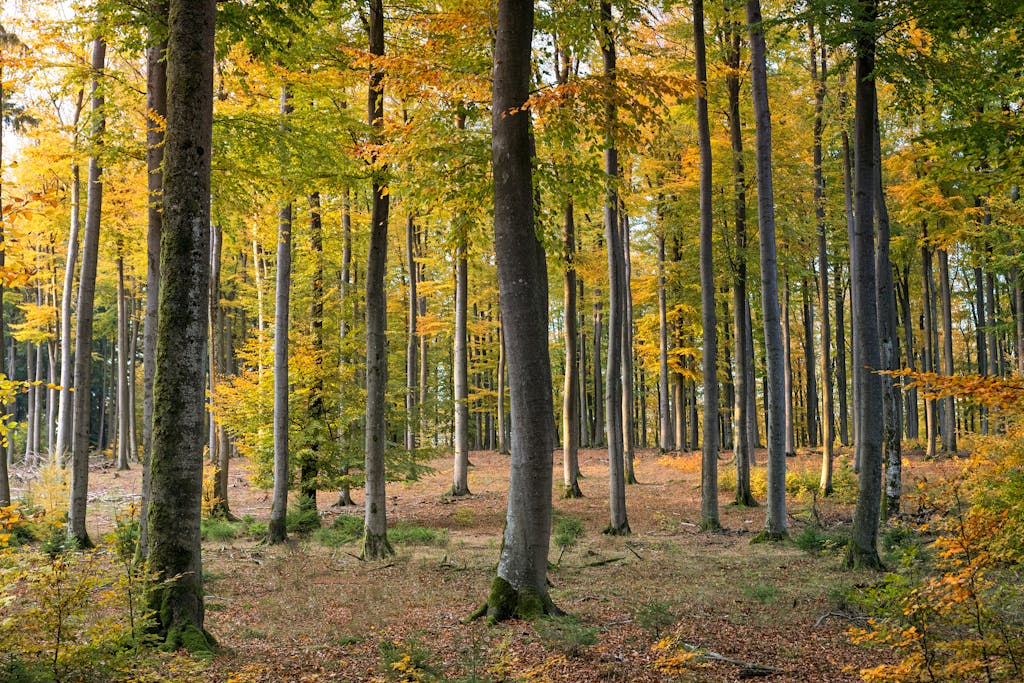 Green Trees