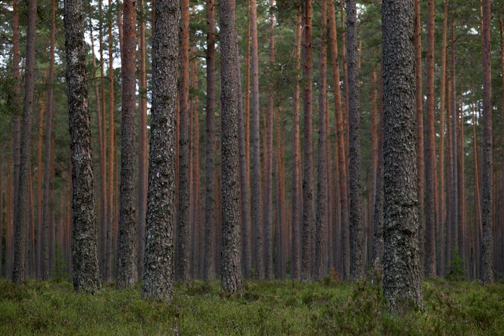 Pine forest